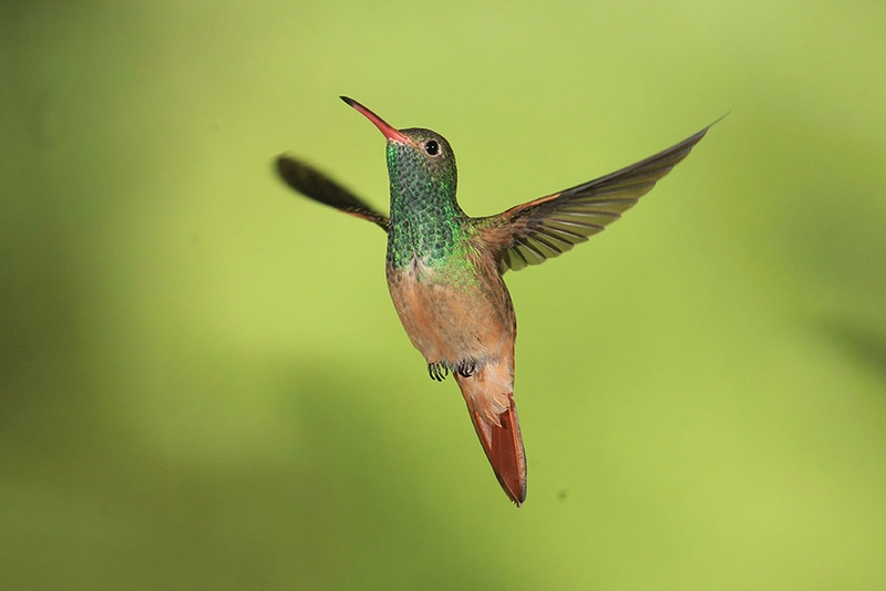 832 - BUFF BELLIED HUMMINGBIRD - JOHNSON NORMAN - united states.jpg